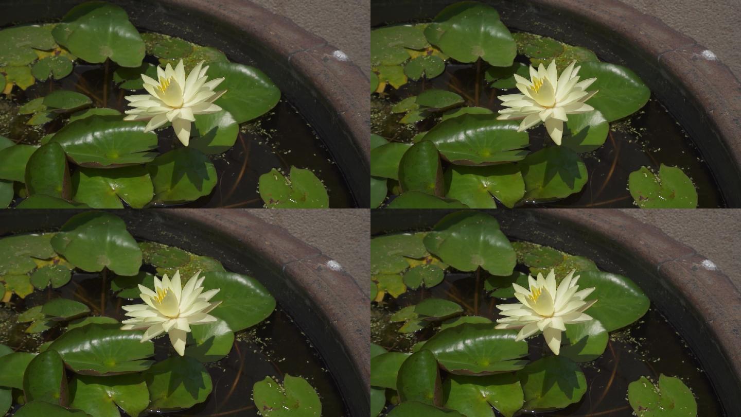 乡村振兴水缸上的花朵 荷叶 水池 纪录片