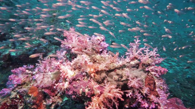 在充满活力的海底暗礁上潜水泰国