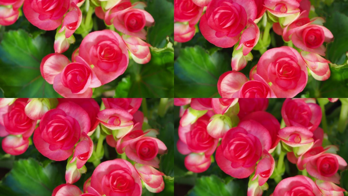 秋海棠鳞茎（玫瑰形），粉红色玫瑰形秋海棠
