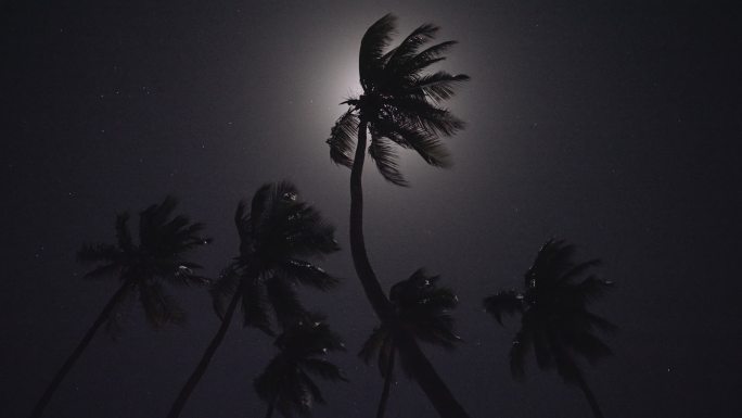 月光穿过棕榈叶椰树热带风光