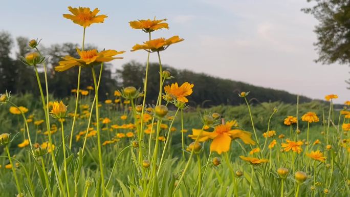 大花金鸡菊02