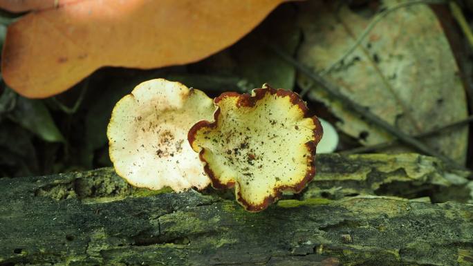 原木上的蘑菇菌