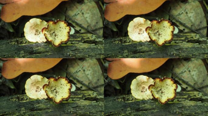 原木上的蘑菇菌
