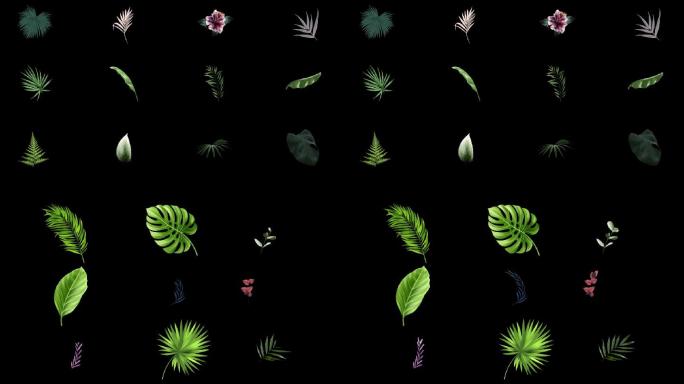 19个植物生长mg动画