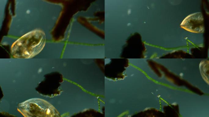 水蚤的显微镜观察课题实验病菌传播