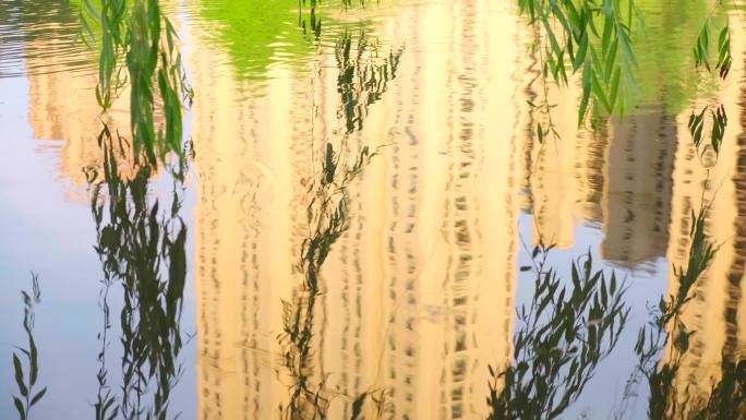 柳枝轻拂水面-夏天河流柳树自然空镜