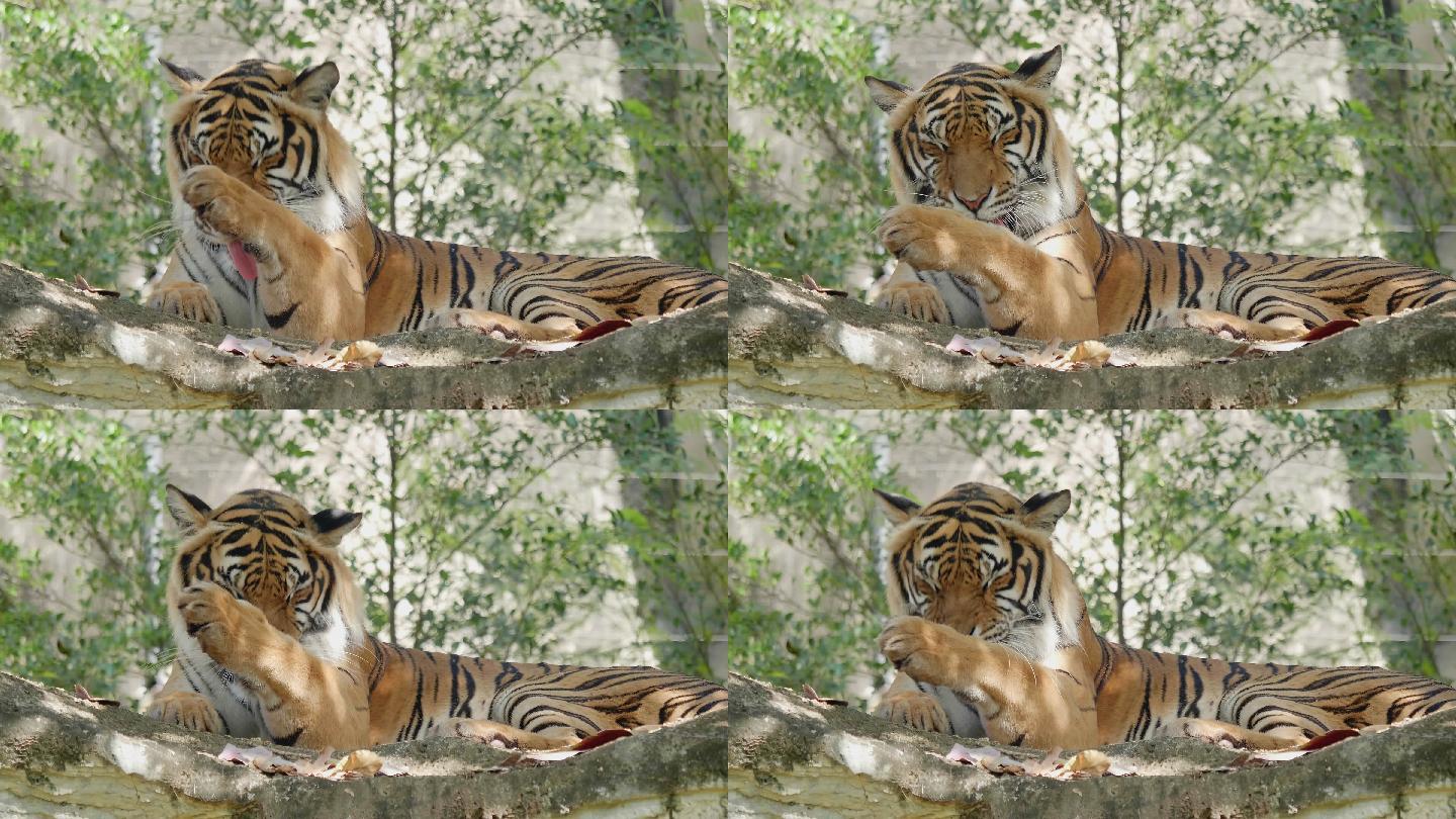 一只老虎躺在森林的岩石上看着摄像机的特写镜头
