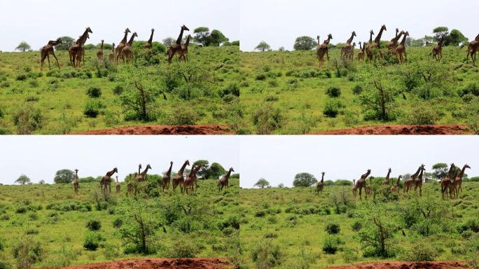 长颈鹿群奔跑野生动物园鹿群迁徙