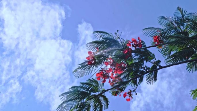 红花海棠花蓝天空镜