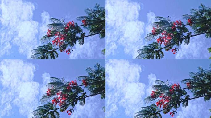 红花海棠花蓝天空镜