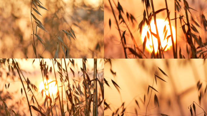 燕麦 黄昏麦田 夕阳麦穗