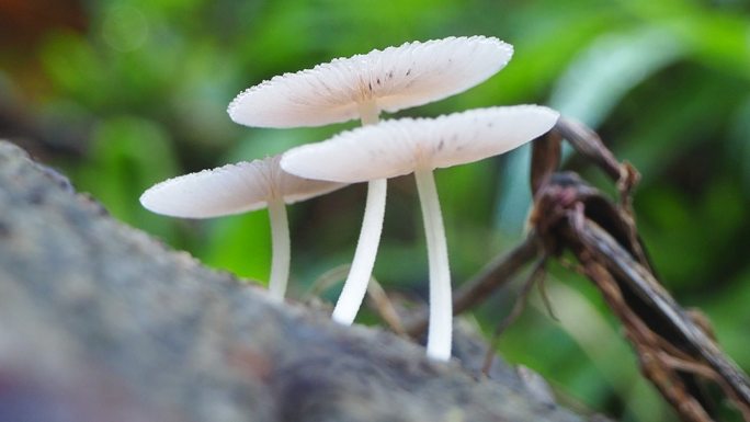 原木上的蘑菇香菇