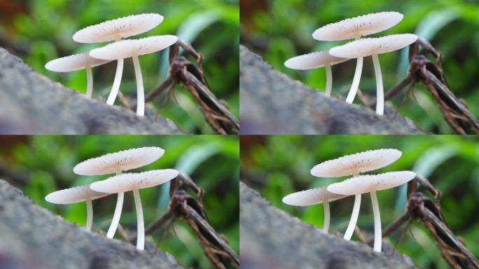 原木上的蘑菇香菇