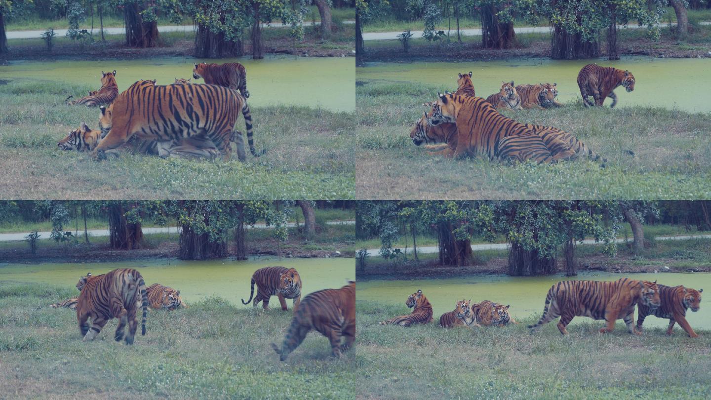 孟加拉虎在泳池边玩耍