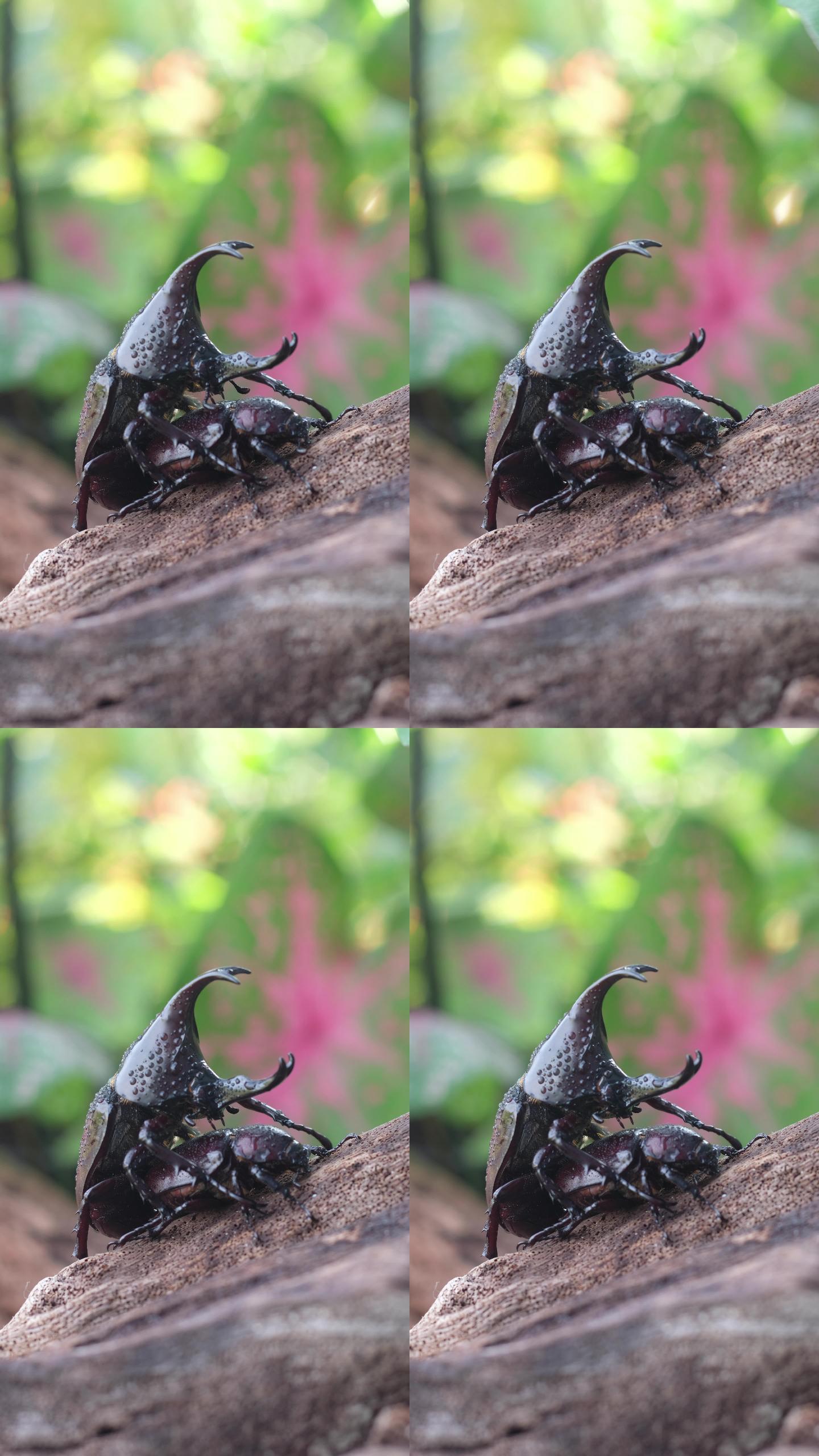 雄性犀牛甲虫会坚定地爱抚雌性犀牛甲虫以进行交配。