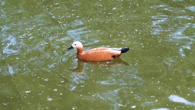 赤麻鸭在水面游动觅食