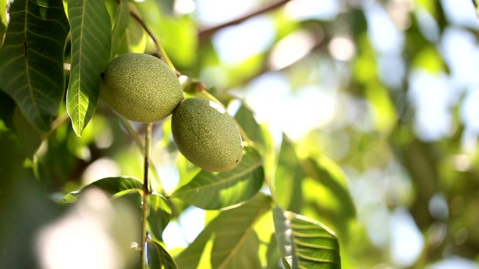 核桃树核桃果未成熟核桃树上的果实