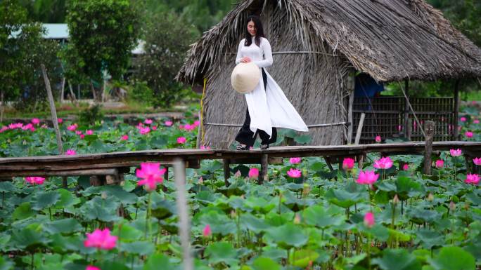 越南妇女手持莲花在莲花田散步，越南