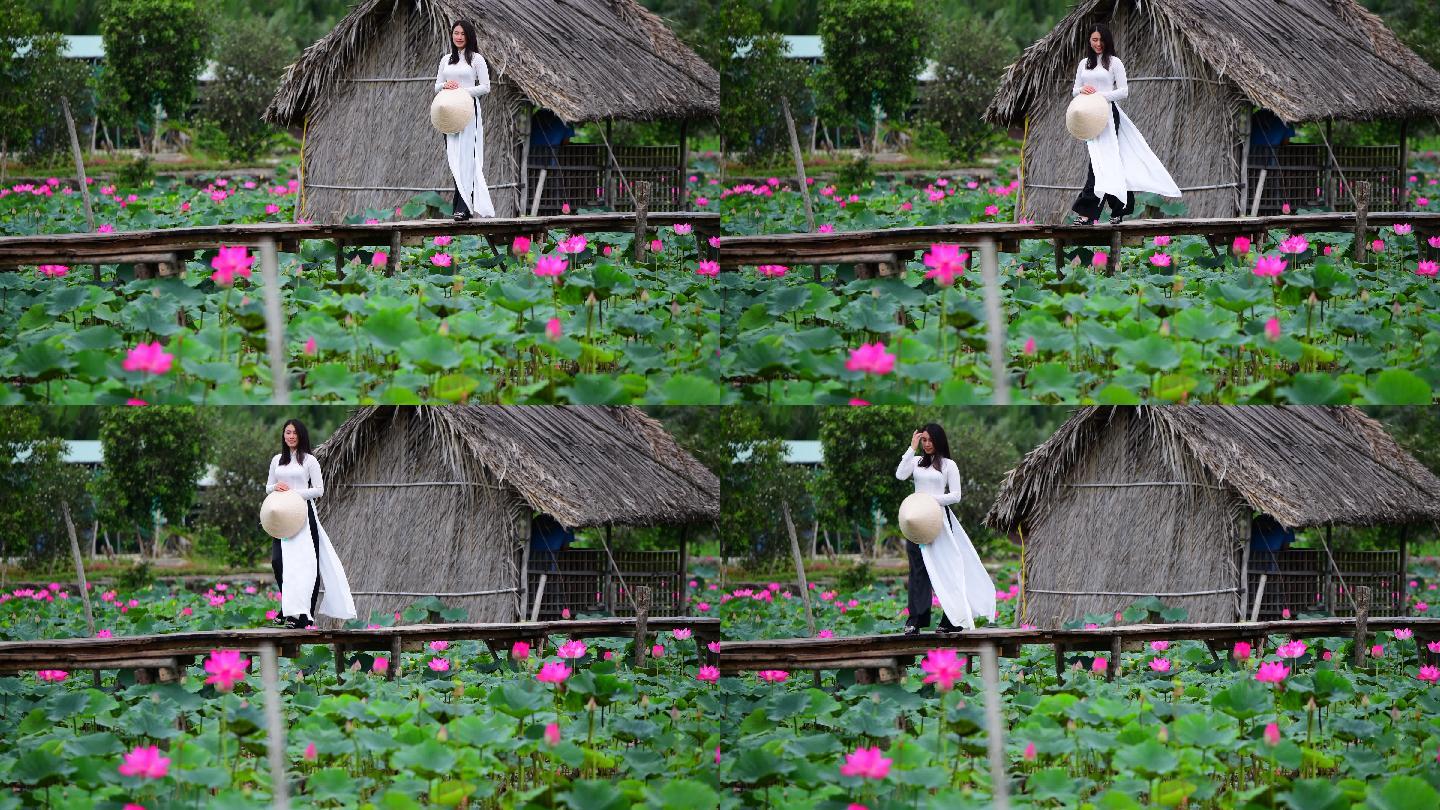 越南妇女手持莲花在莲花田散步，越南