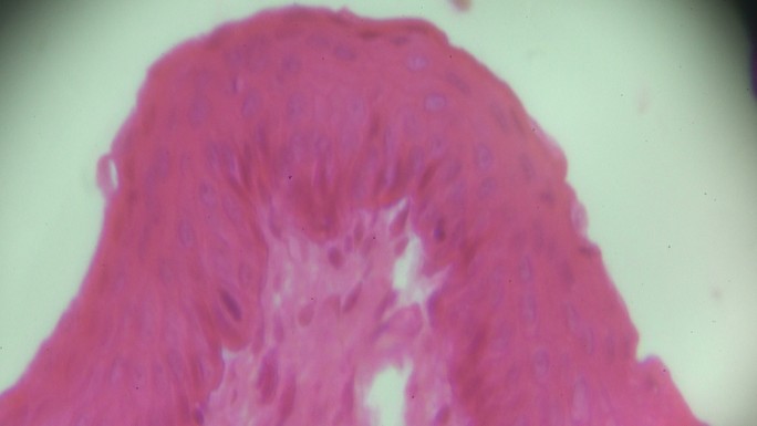 光镜下食管T.S细胞组织