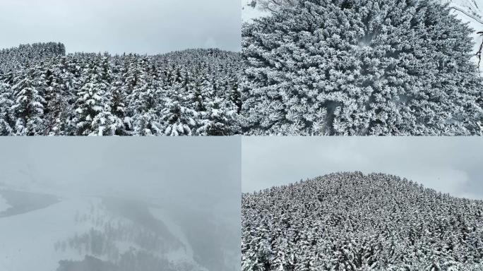 雪山雾松雪景雪树山云松树森林