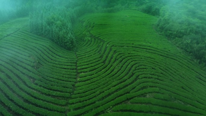 雨雾中的茶园 绿茶 白茶 红茶 茶叶