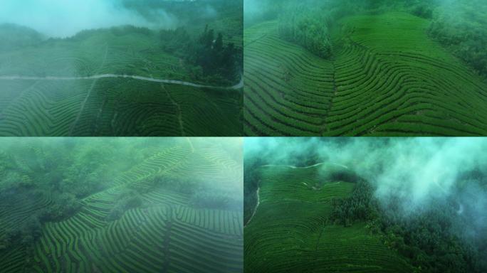 雨雾中的茶园 绿茶 白茶 红茶 茶叶