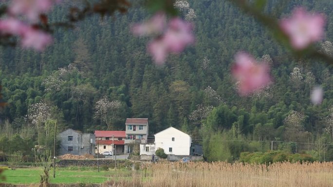 江南浙江绍兴诸暨马剑乡村农村民房田野鲜花