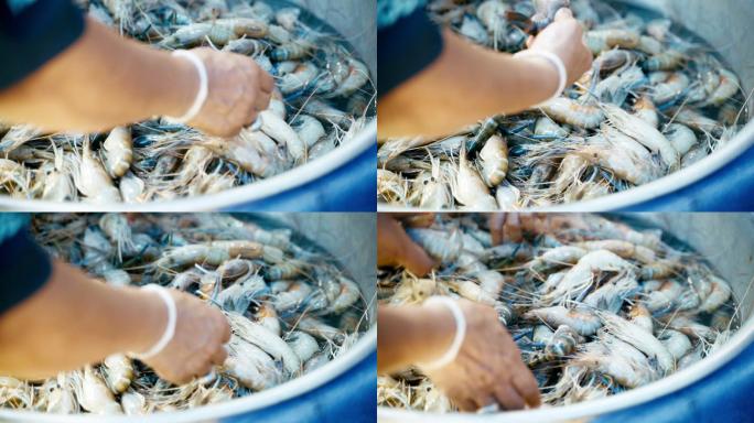 鲜活河虾海鲜在鱼市出售。