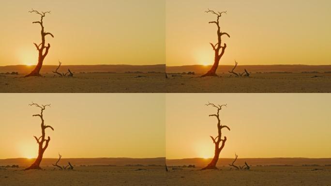 远景：日落时分，非洲纳米比亚，广袤宁静的沙漠中的一棵枯树剪影