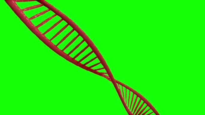 带有绿色屏幕或色度键背景的DNA链图示。摘要3D发光旋转DNA双螺旋。技术、科学、医学健康和解剖学的