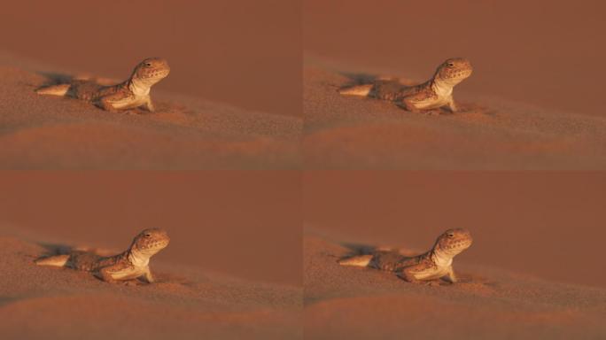 斑点蟾蜍阿加玛（Phrynocephalus guttatus），卡尔米基亚共和国的沙漠