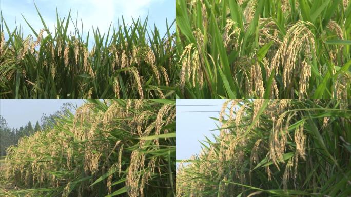 水稻 植株 成熟期 稻穗 谷粒 收获