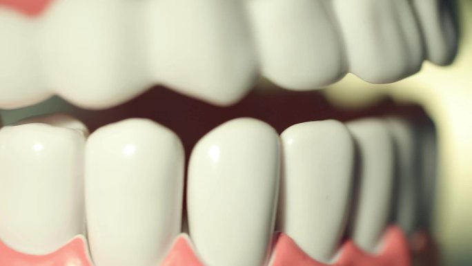 口腔医院 牙科 牙周 牙齿模型 实拍素材