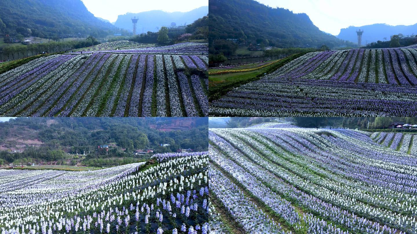 泸州花田酒地 4K