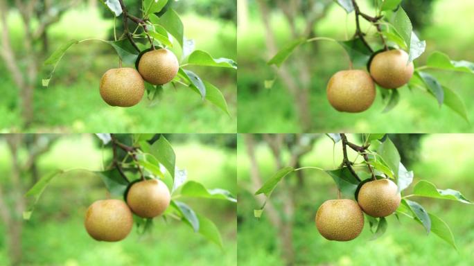 梨树果园。晃动镜头晃动水果果树上的果实特