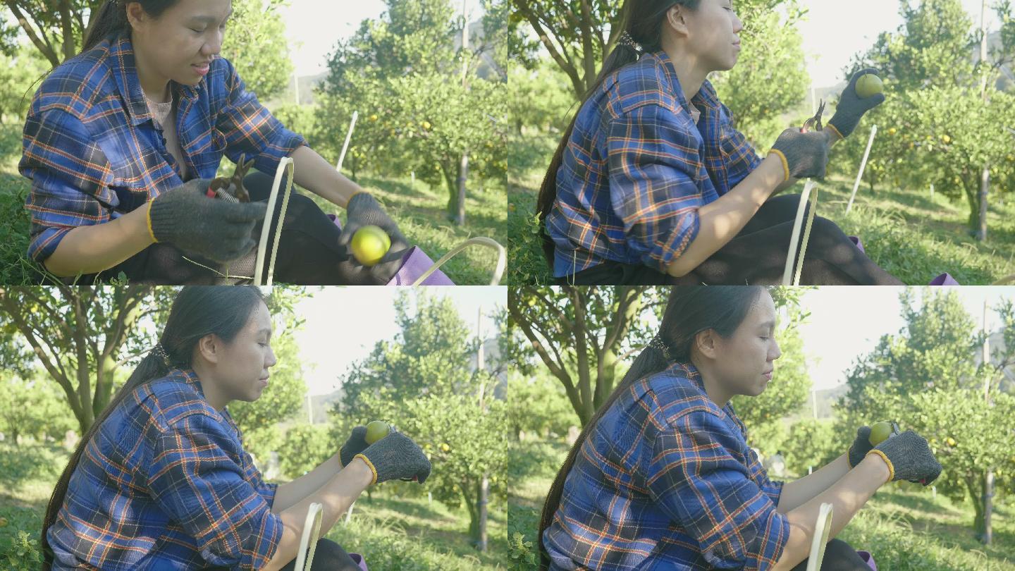 一位年轻女子在橘子农场工作，为了检查结果，她种了一种橘子