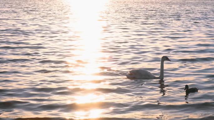 唯美意境夕阳下波光粼粼湖面戏水天鹅和游客