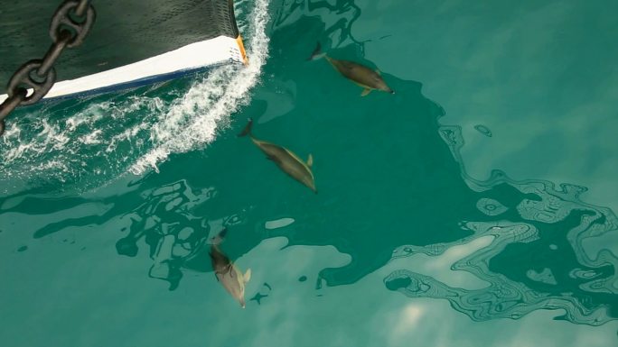 海豚护航船海水里的海豚
