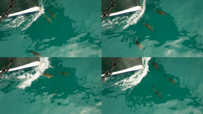 海豚护航船海水里的海豚