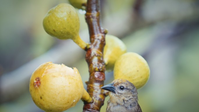 一只鸟在树上摘水果的详细照片