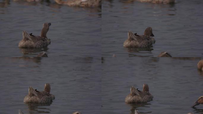 养殖场家禽 鸭子喝水特写A019