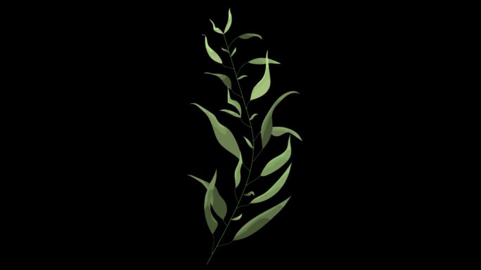 无插件6个植物树叶生长mg动画2