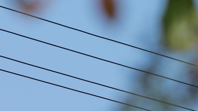 高压电线两只小鸟树枝上成双成对的小鸟