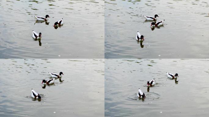 秋沙鸭在水面游动