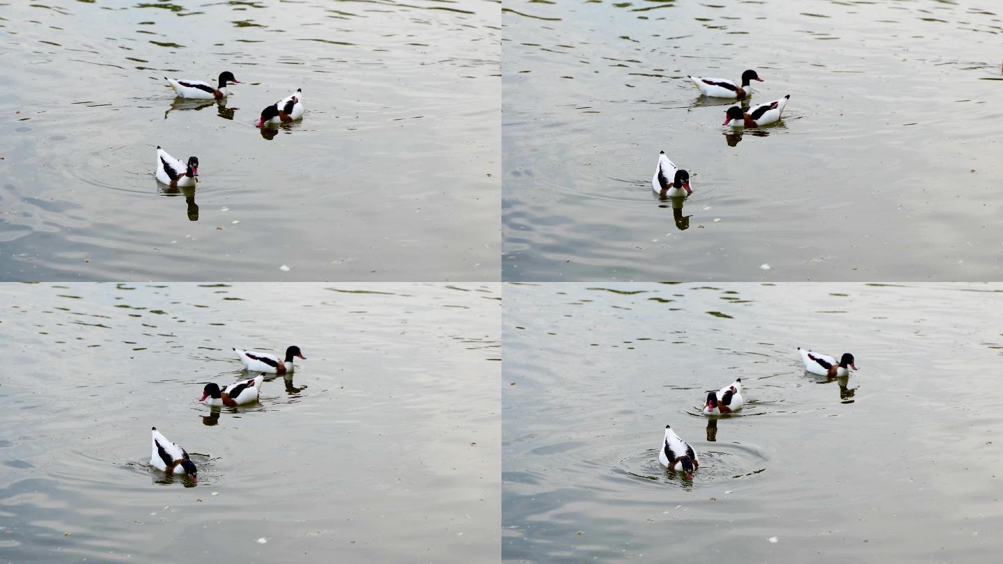 秋沙鸭在水面游动