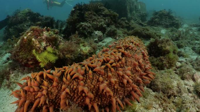 台湾海底的巨型菠萝海参