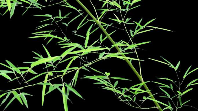 实拍竹子竹叶飘荡视频素材透明通道