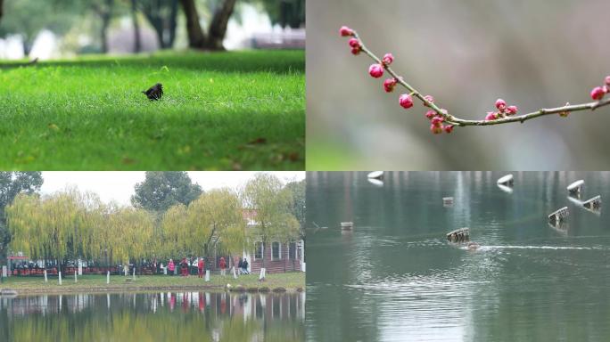 橘子洲果实、小鸟、水鸭、风景