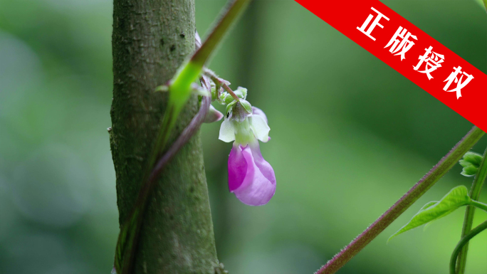 四季豆生长发芽开花